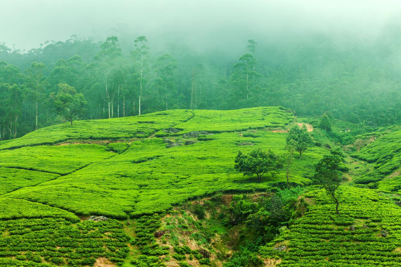 Nuwara Eliya, Sri Lanka